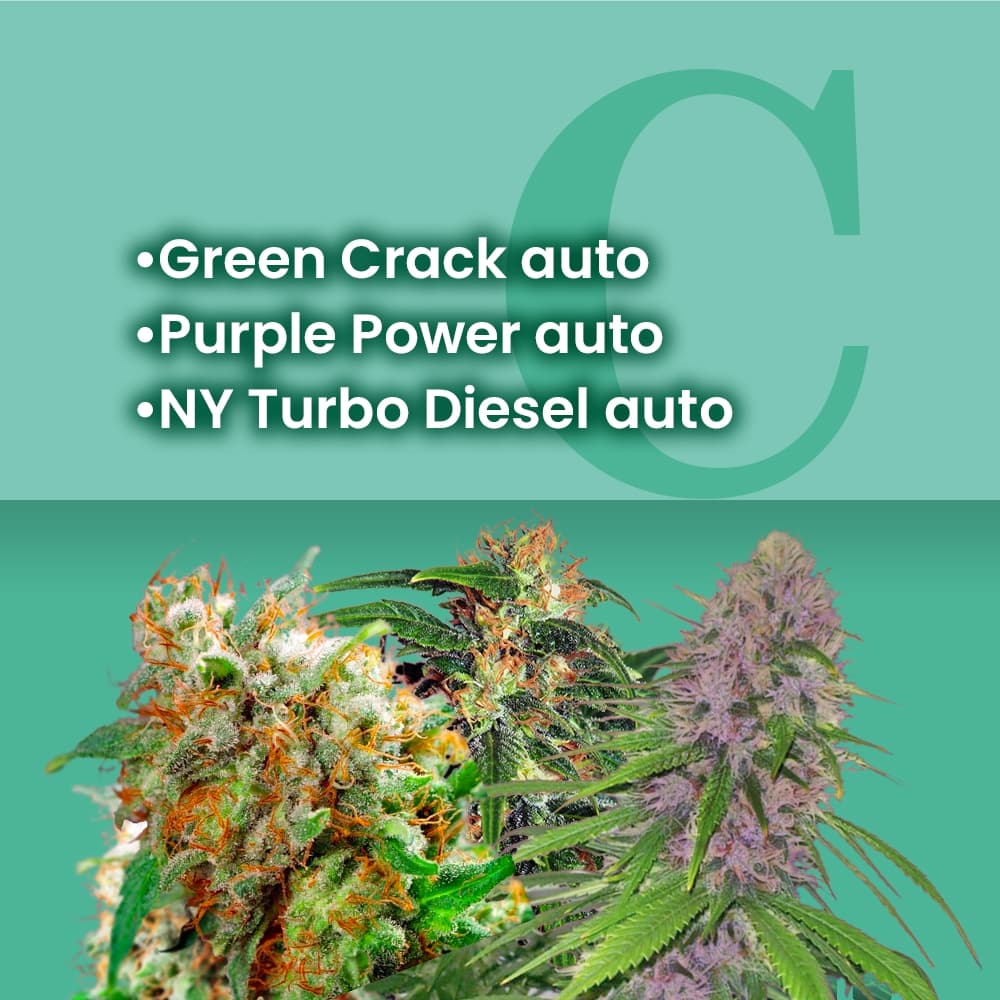 Sativa Autoflower Combo - photo 1