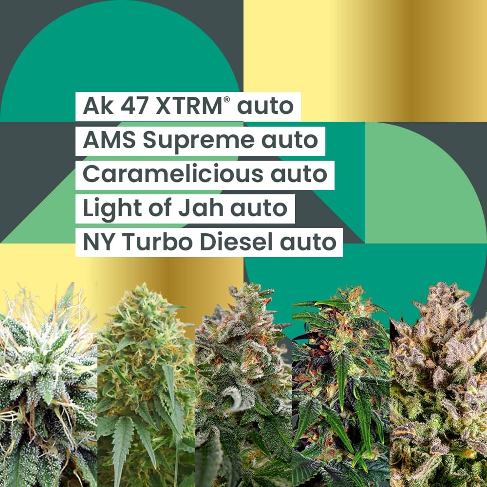 AMS Autoflower 25th Anniversary Combo - photo 1