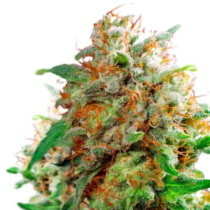 Waikiki Queen Feminized Seeds - photo 1