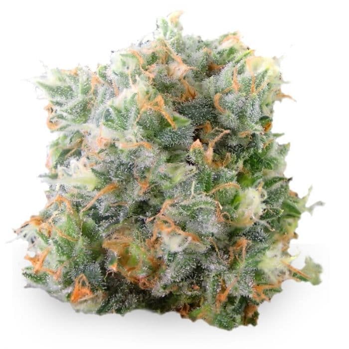 Waikiki Queen Feminized Seeds - photo 2