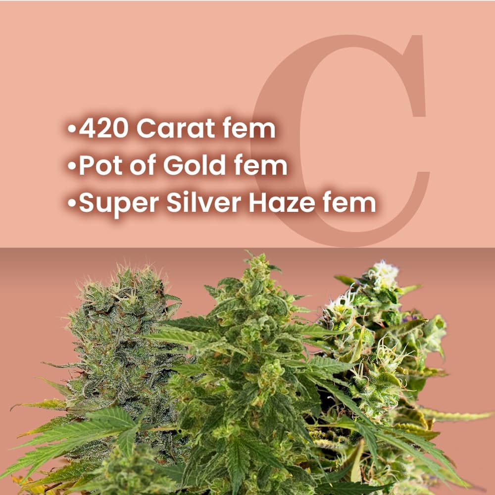 Silver & Gold Feminized Combo - photo 1