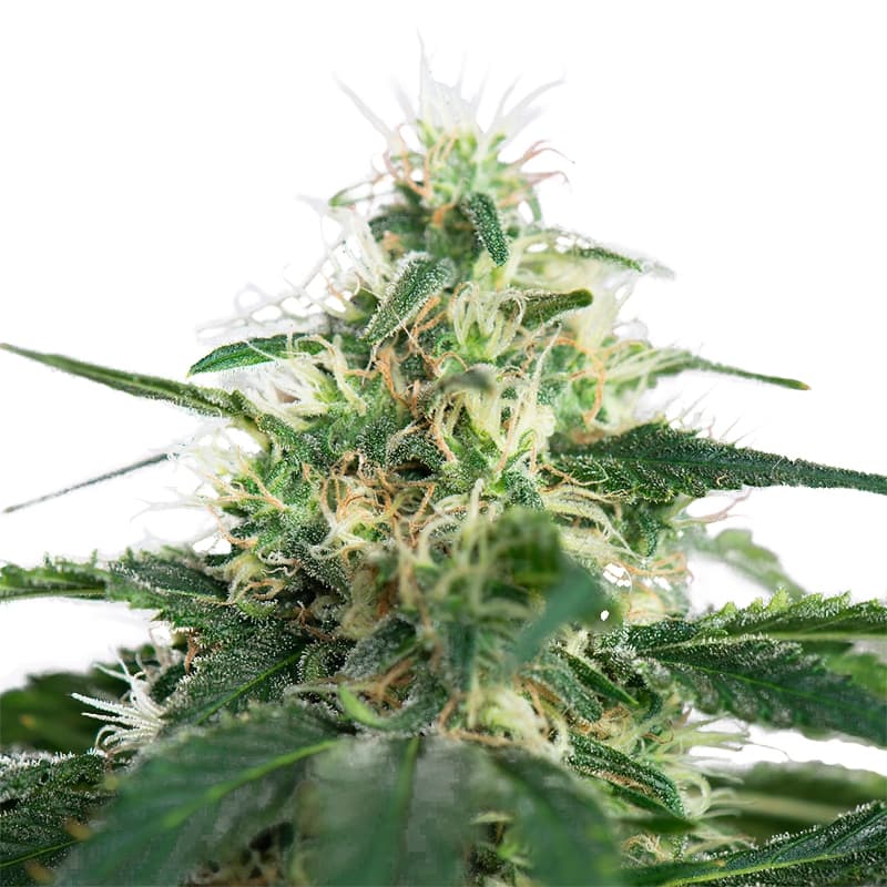 La Blanca Feminized Seeds - photo 1