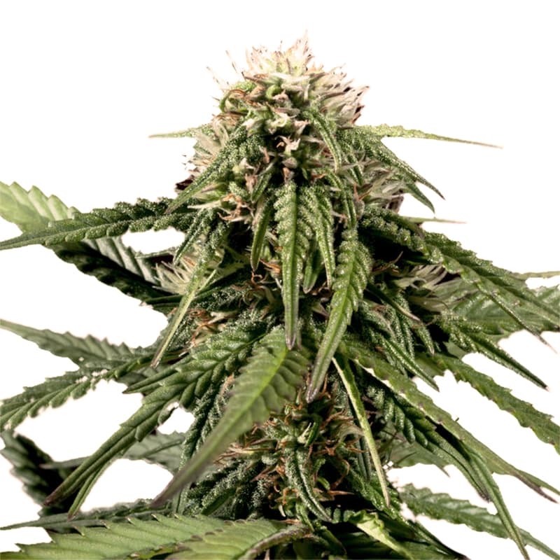 Haze Feminized Seeds - photo 1