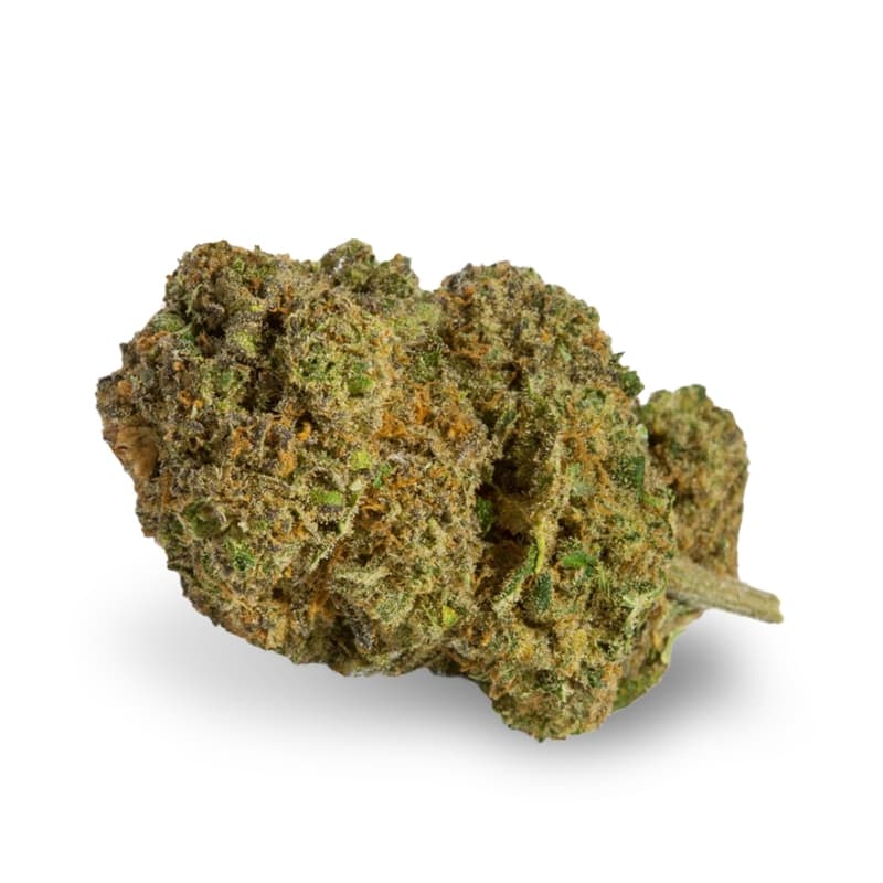 Haze Feminized Seeds - photo 2