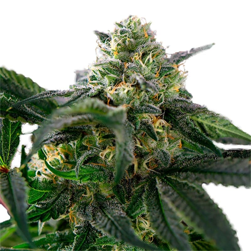 Easy Rider Regular Seeds - photo 1