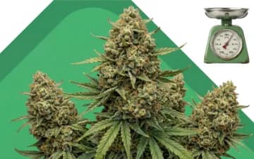 High yield seeds