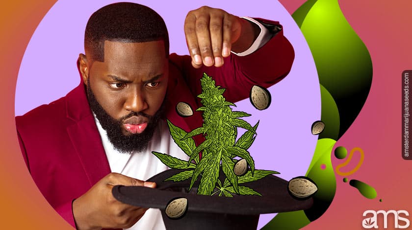 The cannabis seed germination process