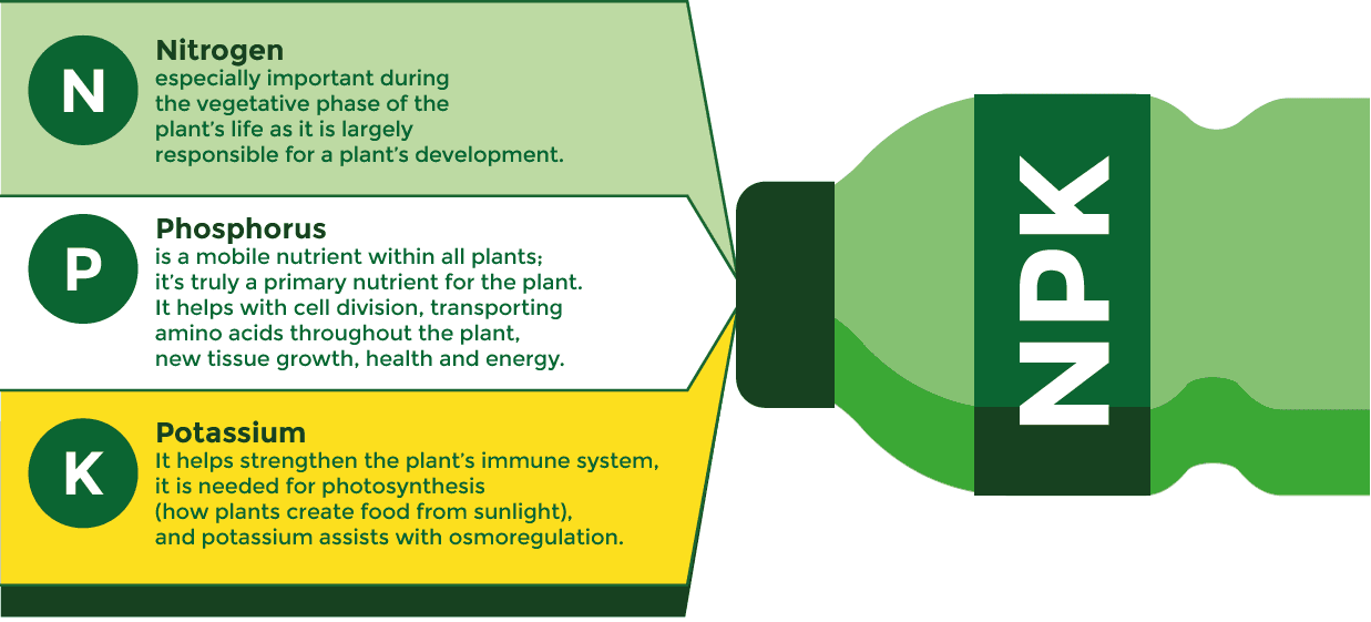 N-P-K nutrients for cannabis plants