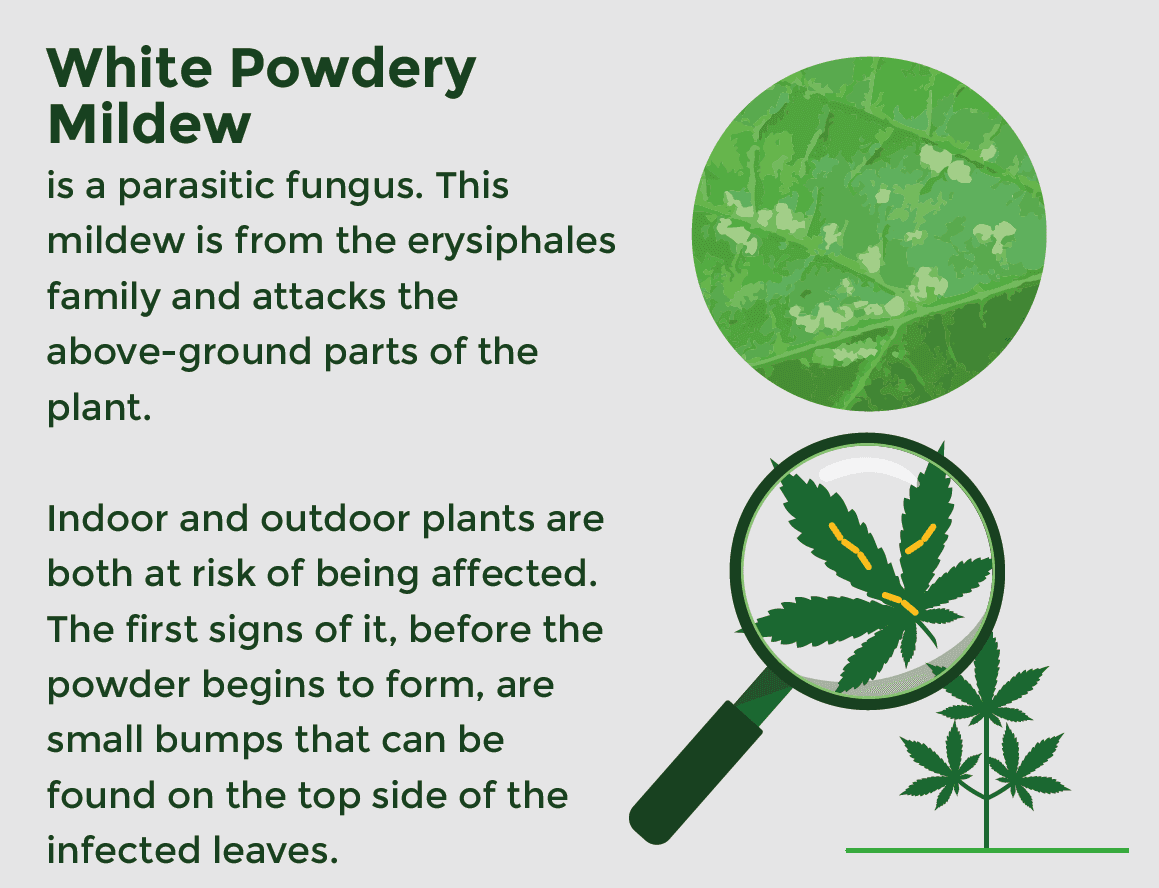 White powdery mildew on a cannabis leaf