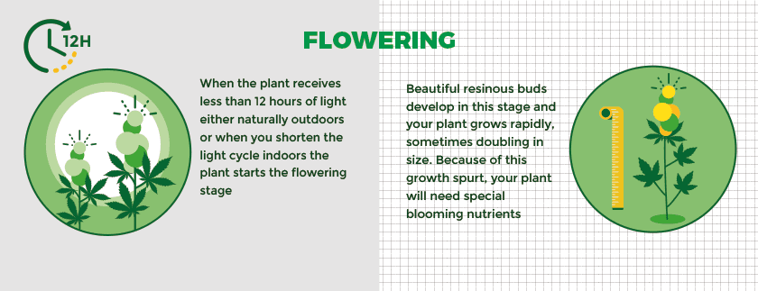 Cannabis plant in the flowering stage