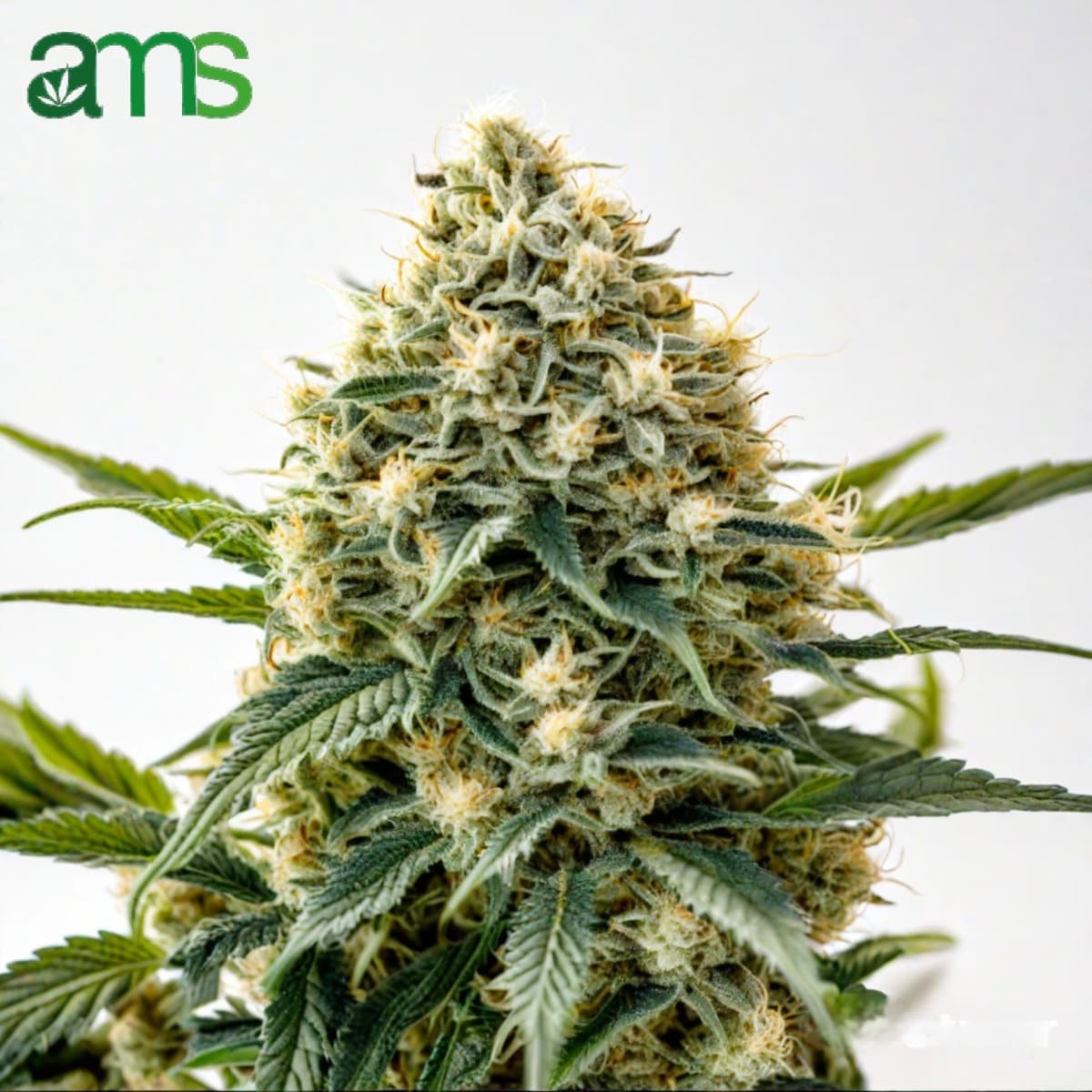 Mescalina® Feminized Seeds - photo 1
