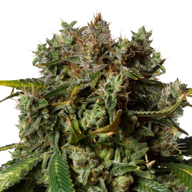 Orange Bud Autoflower Seeds - photo 1