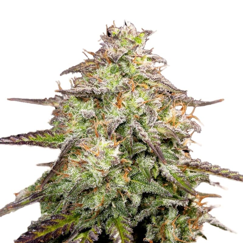 MOAB – Mother of All Buds ® Autoflower Seeds - photo 1