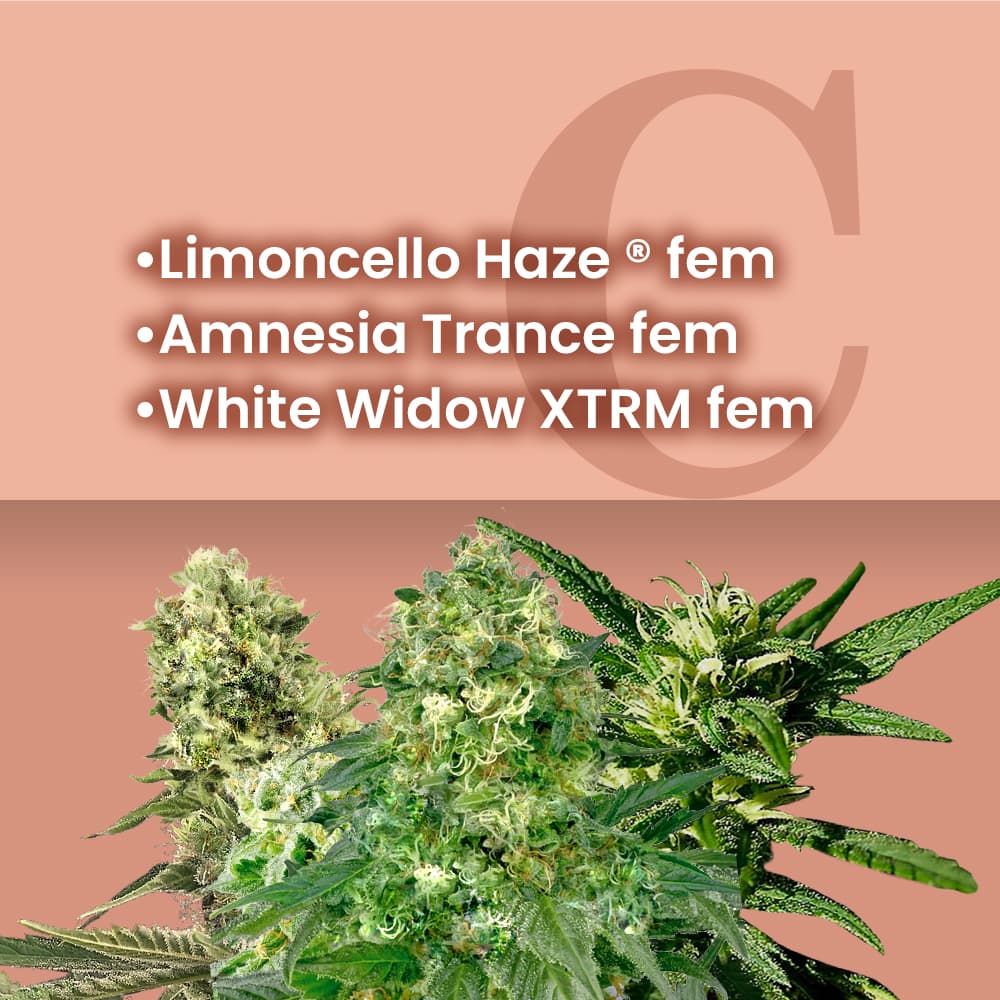 Cup Winner Feminized Combo - photo 1
