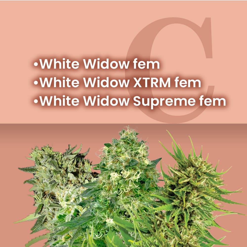 White Widow Feminized Combo - photo 1