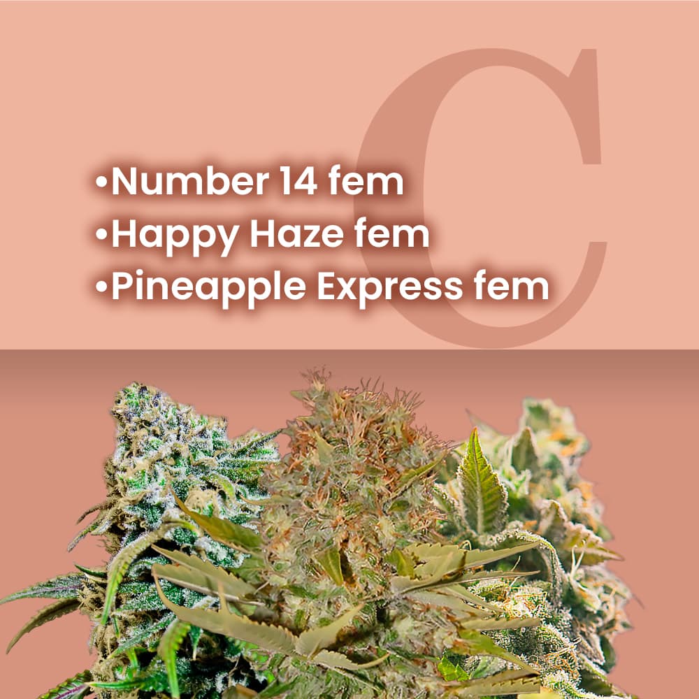 Indoor Growing Feminized Combo - photo 1