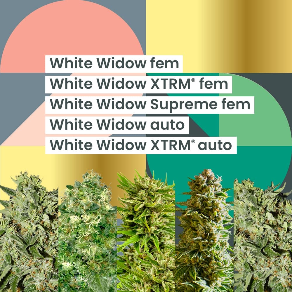 AMS White Widow 25th Anniversary Combo - photo 1