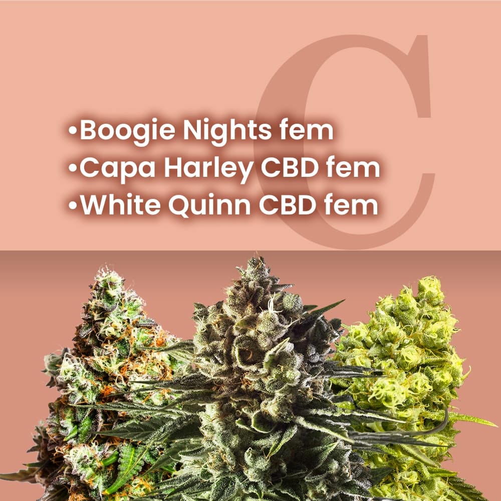 CBD Feminized Combo - photo 1