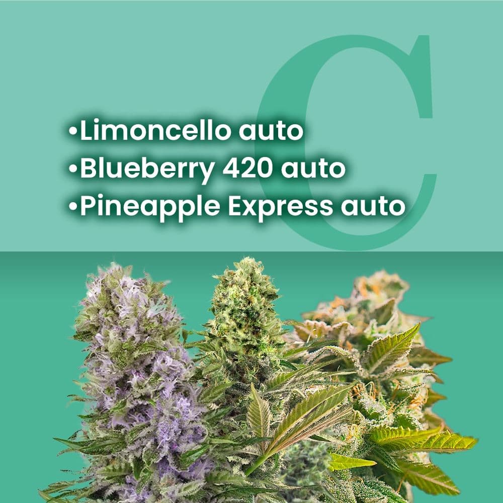Fruit Basket Autoflower Combo - photo 1