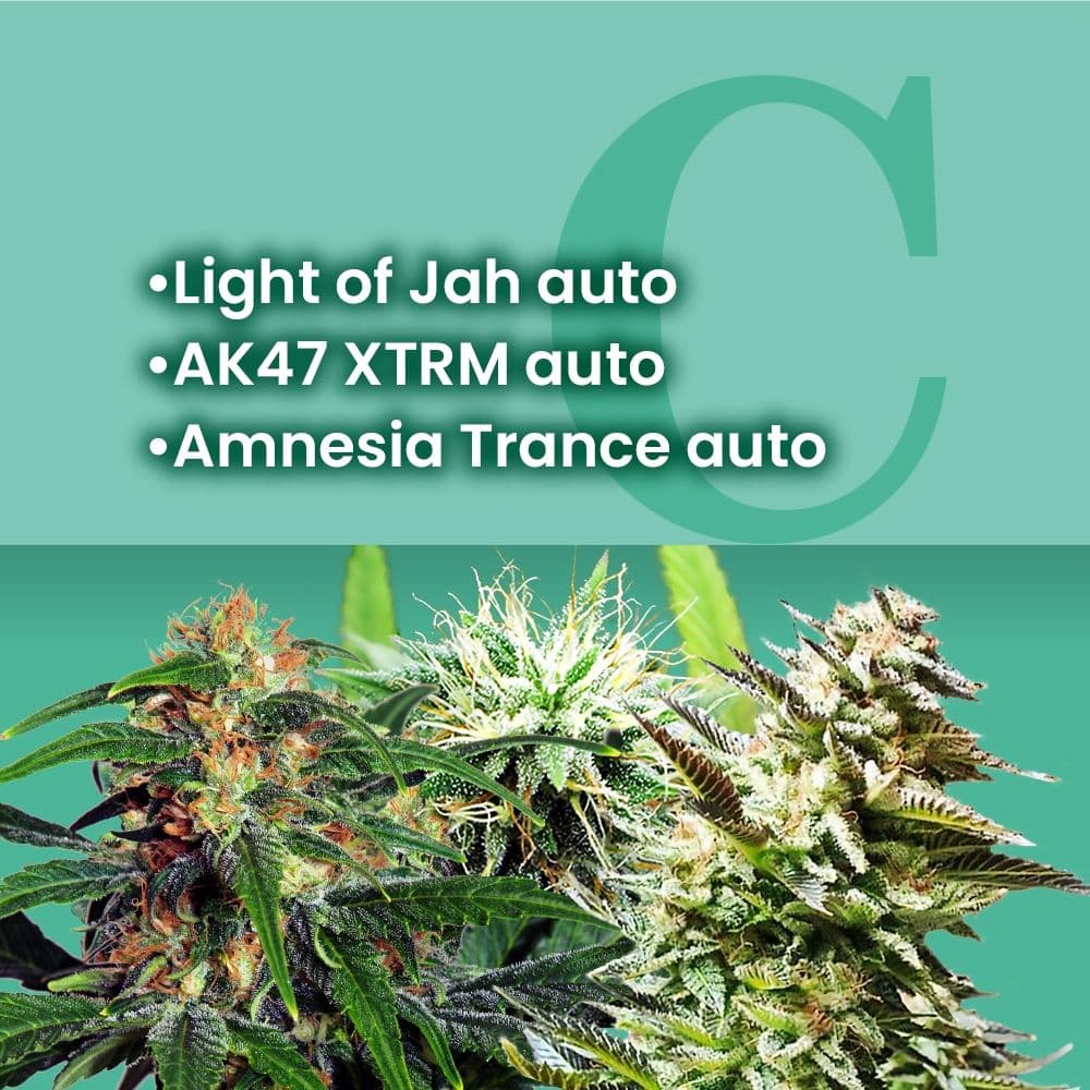 AMS Most Wanted Autoflower Combo - photo 1