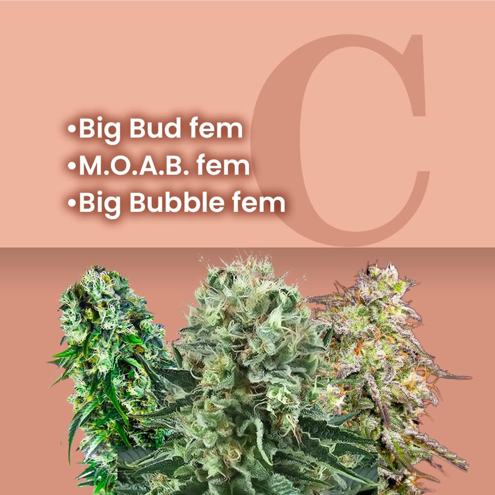 Big Buds Feminized Combo - photo 1