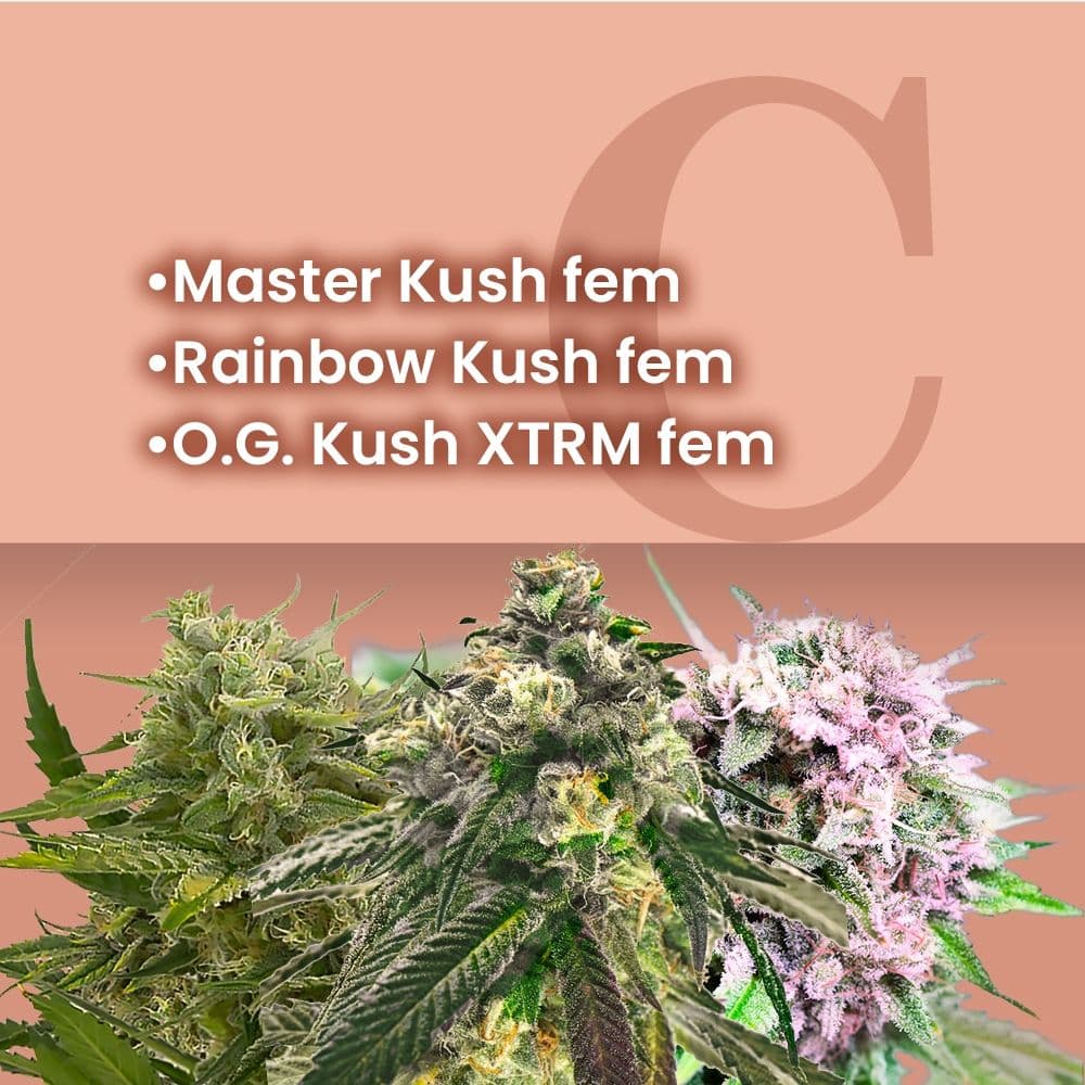 King Kush Feminized Combo - photo 1