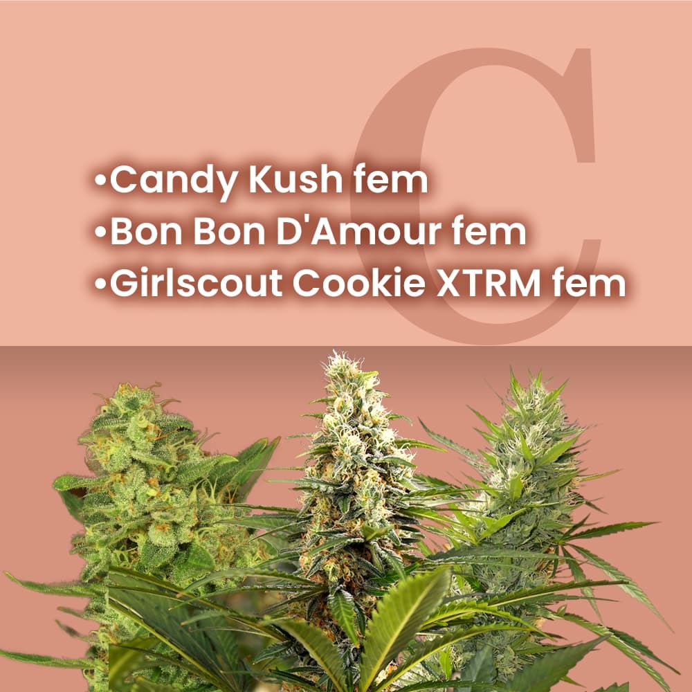 Candy Shop Feminized Combo - photo 1