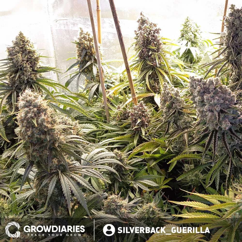 Bonbon D’Amour Feminized Seeds - photo 3