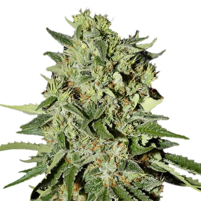 White Widow Feminized Seeds - photo 1