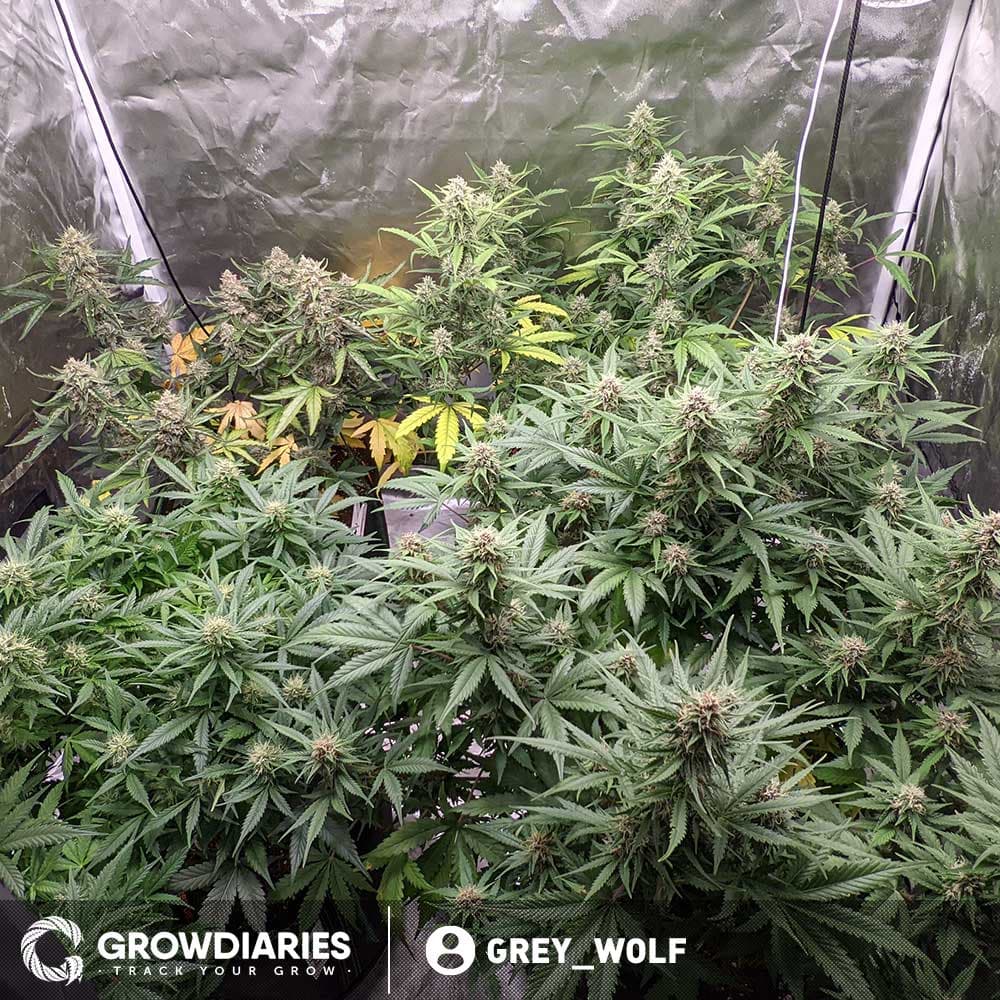 White Widow Feminized Seeds - photo 3