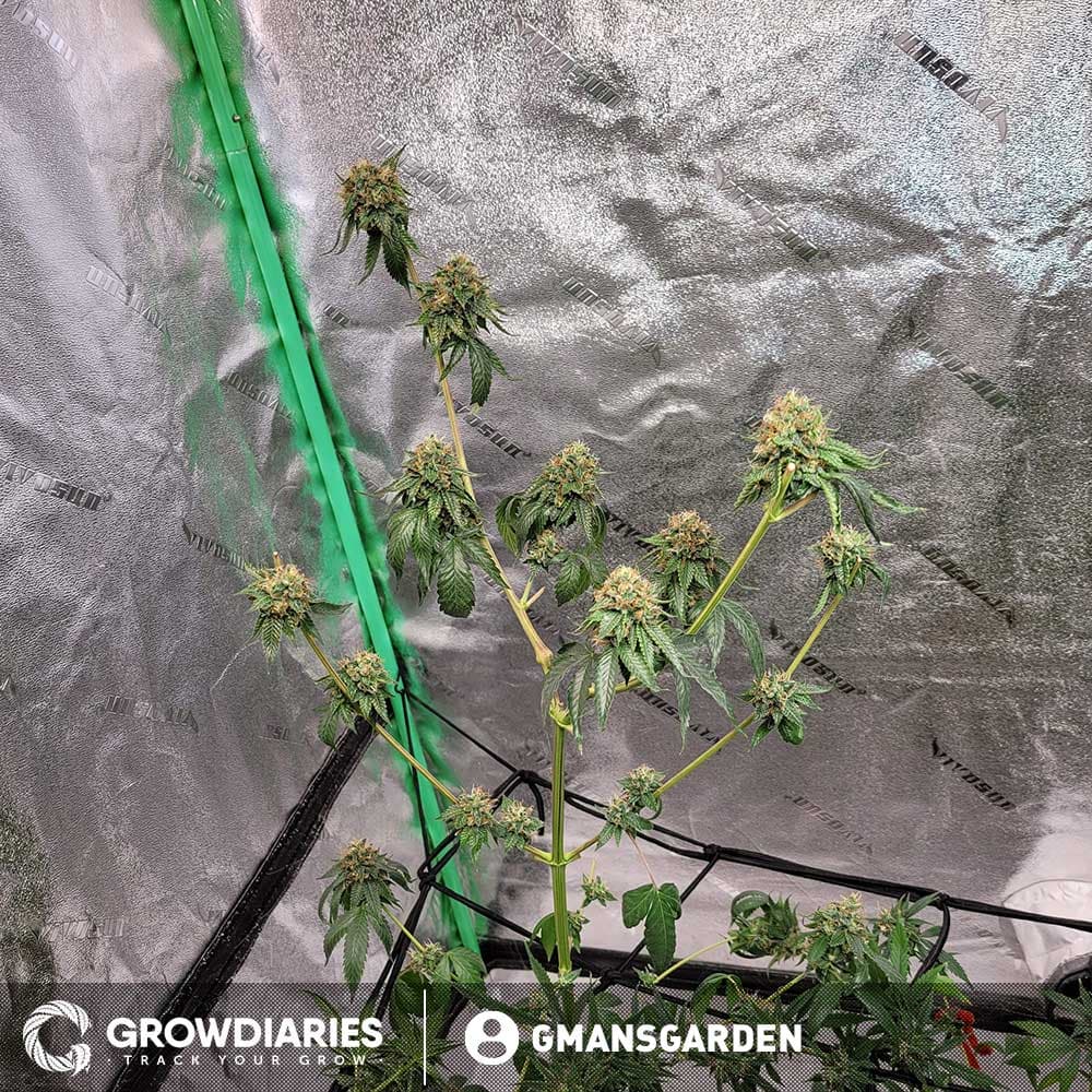 White Widow Feminized Seeds - photo 5