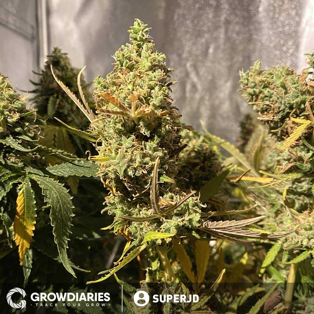 White Widow Feminized Seeds - photo 7