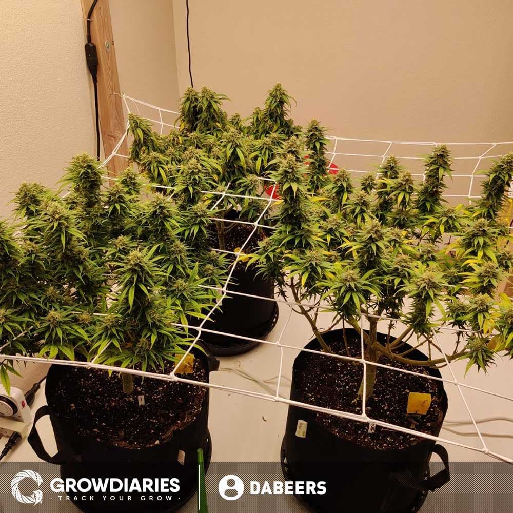 White Widow Feminized Seeds - photo 8