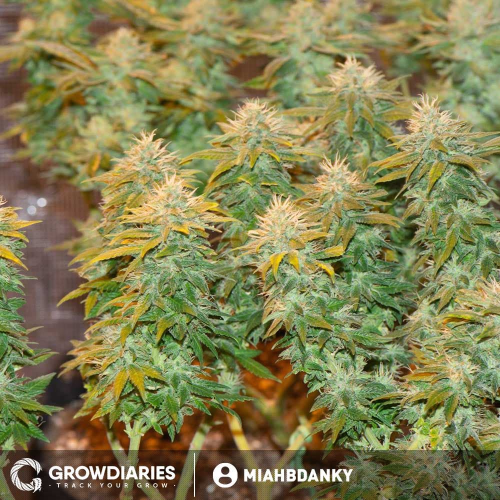 White Widow Feminized Seeds - photo 9