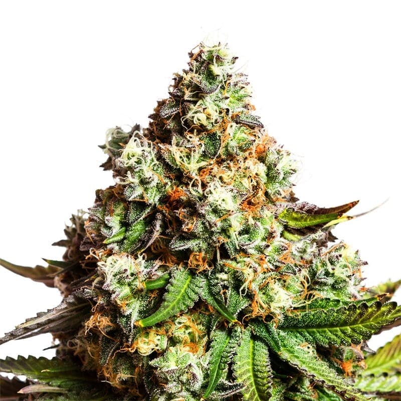 Capa Harley CBD Feminized Seeds - photo 1
