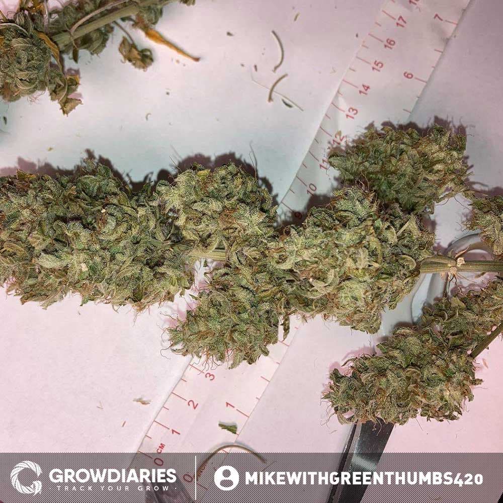 Capa Harley CBD Feminized Seeds - photo 3