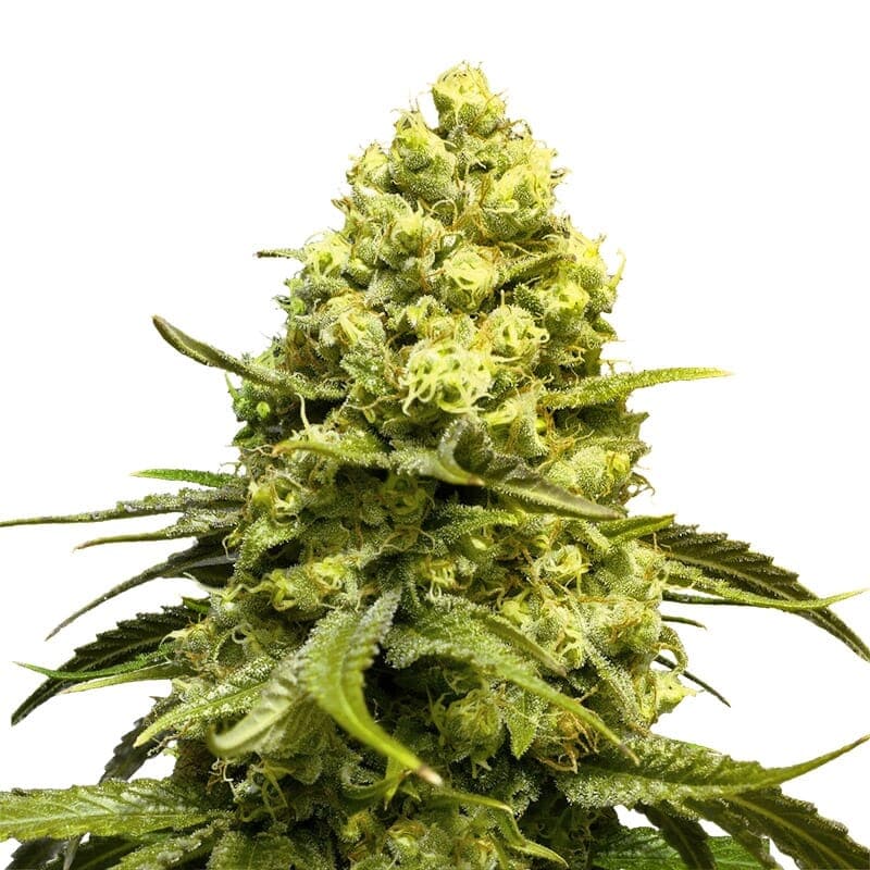 White Quinn CBD Feminized Marijuana Seeds - photo 1