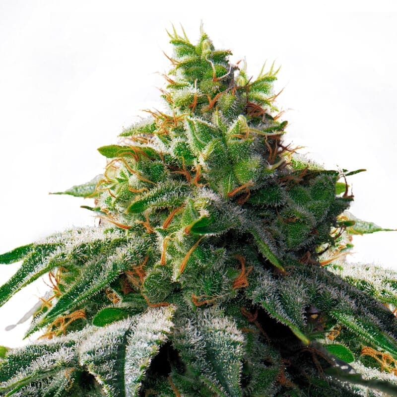 OG Mass Feminized Seeds - photo 1