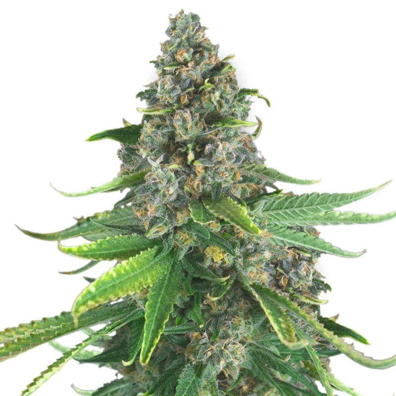 White NL XTRM ® Feminized Seeds - photo 1