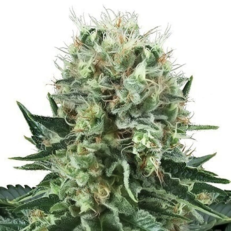 Big Bubble Feminized Seeds - photo 1