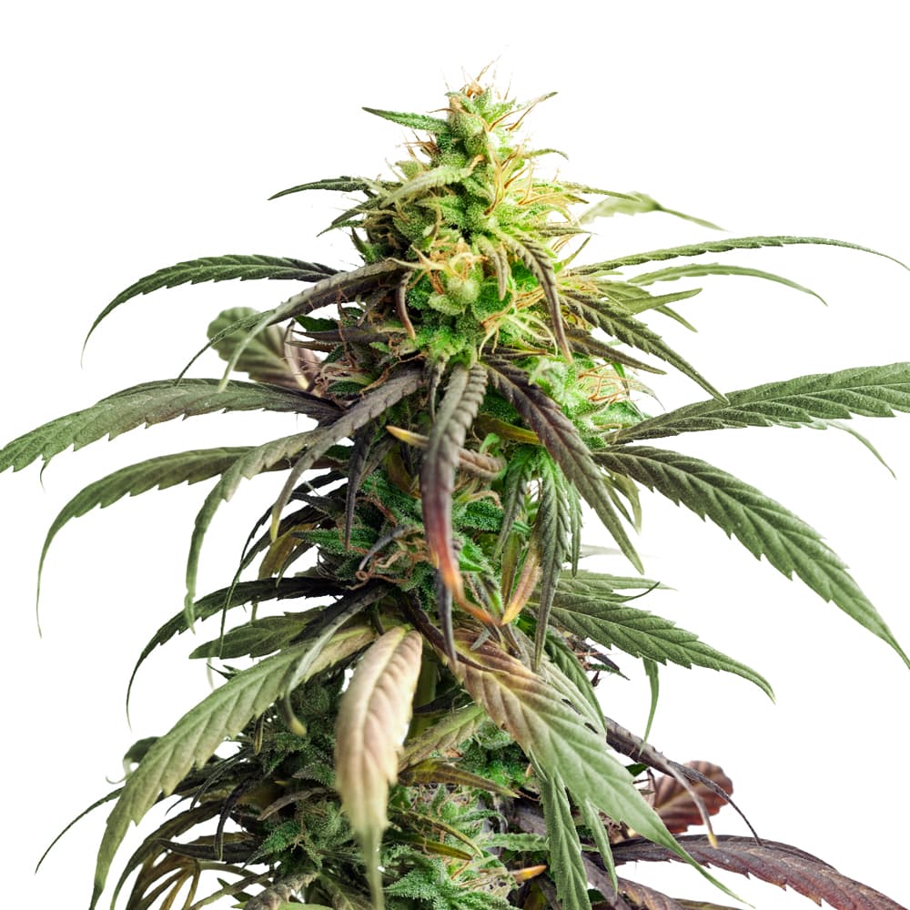 Girl Scout Cookies XTRM Autoflower Seeds - photo 1