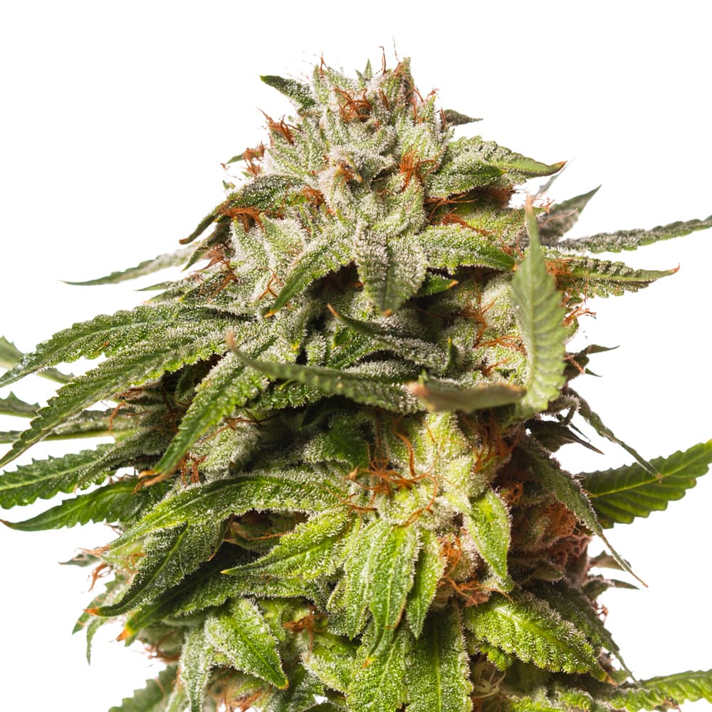 Blue Cookies Feminized Seeds - photo 1