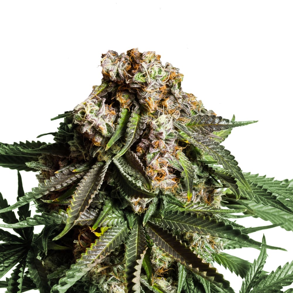 Grease Monkey Feminized Seeds - photo 1