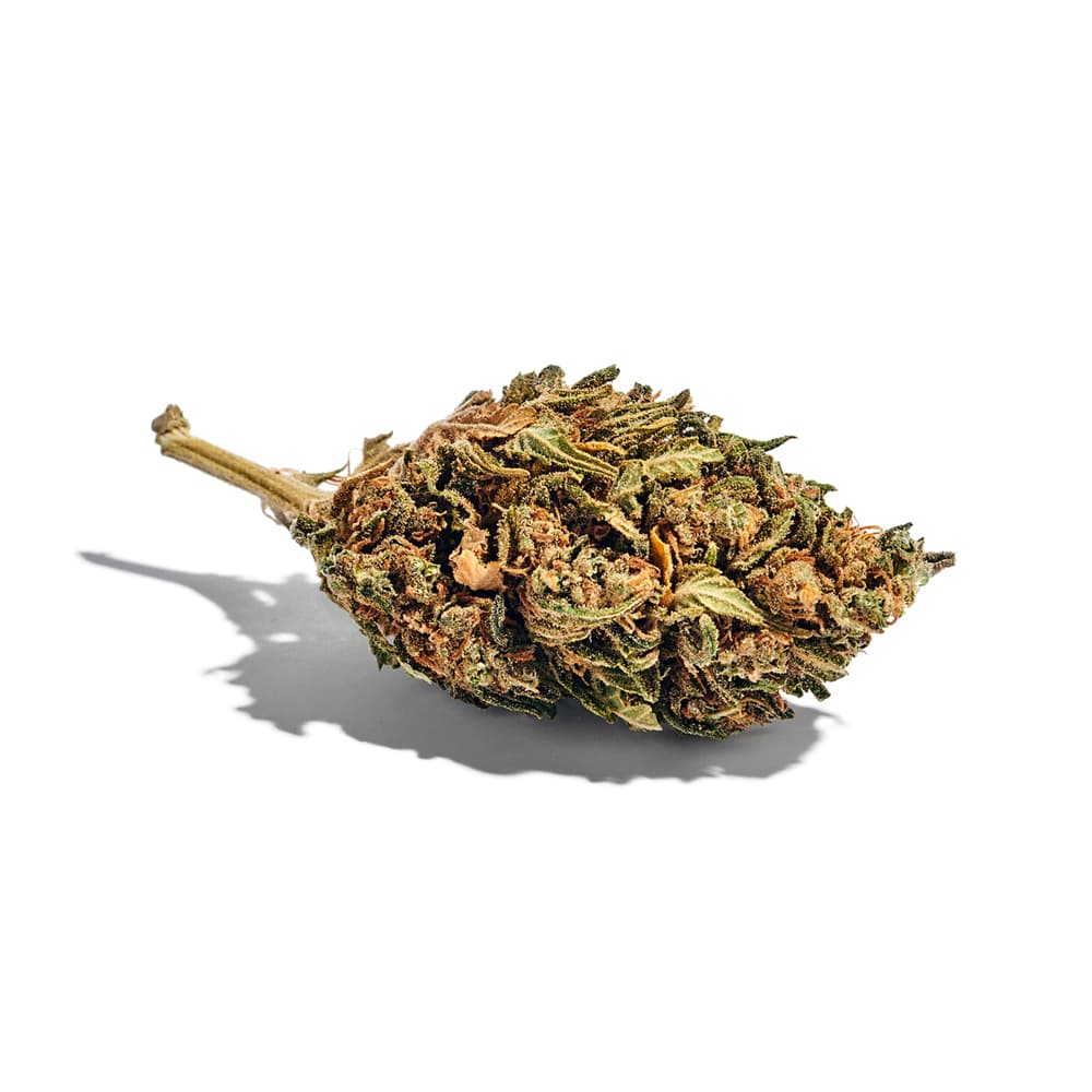 Gushers Feminized Seeds - photo 2