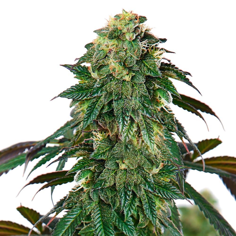Lava Cake Feminized Seeds - photo 1