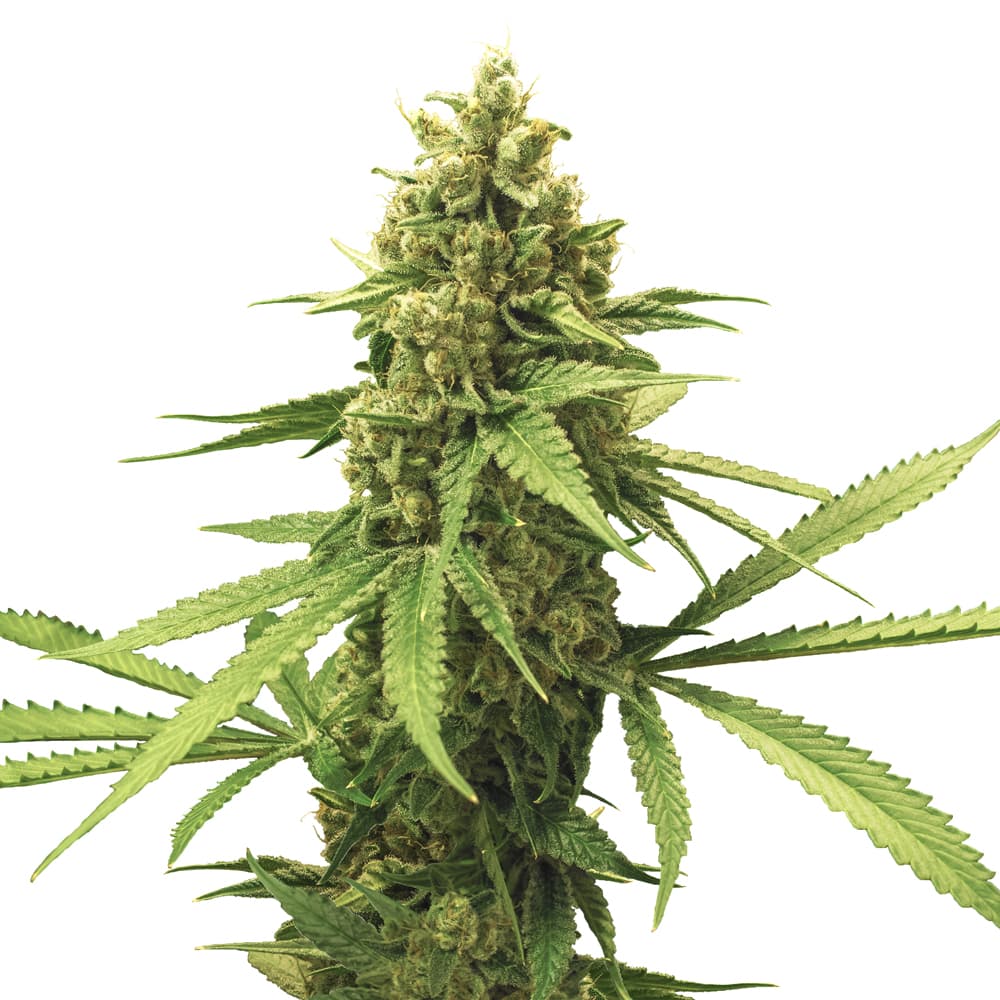Mimosa Feminized Seeds - photo 1