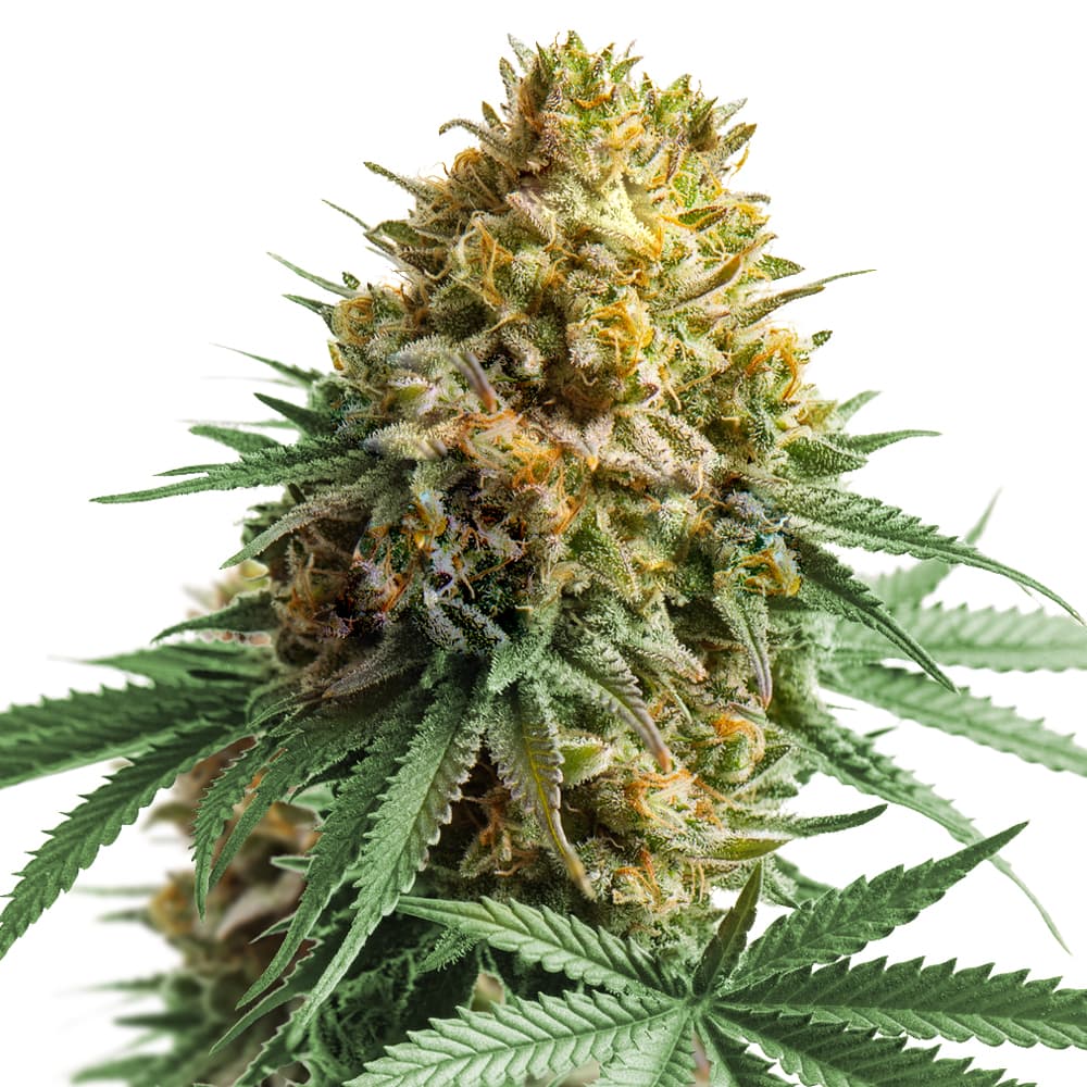 Apple Fritter Feminized Seeds - photo 1