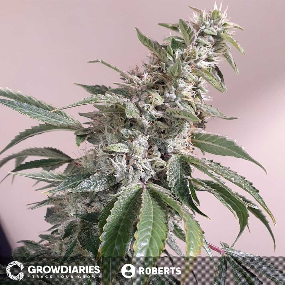 Apple Fritter Feminized Seeds - photo 3