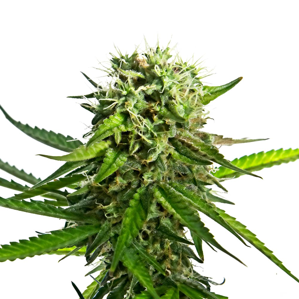 Runtz Feminized Seeds - photo 1