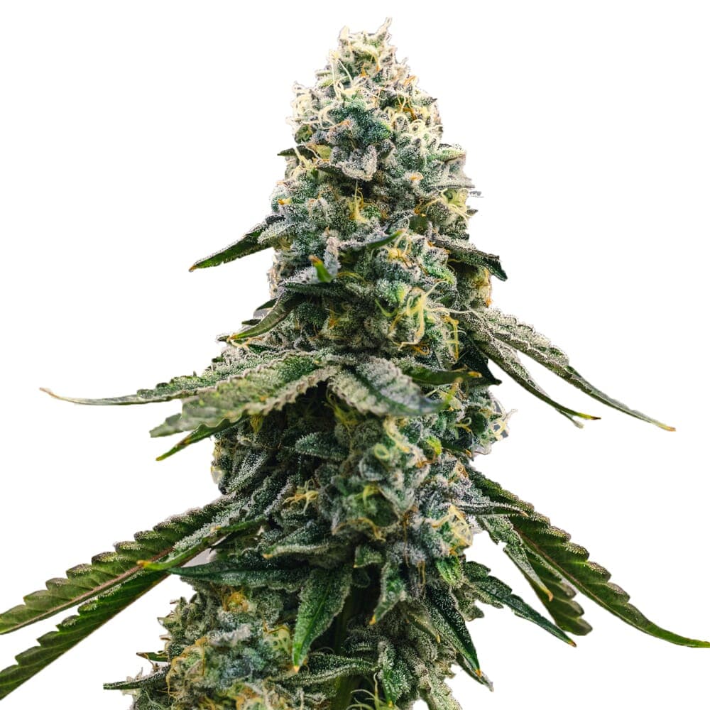 Blue Cheese Feminized Seeds - photo 1